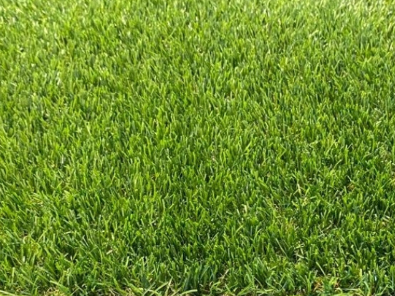 Artificial Grass Eco 20mm